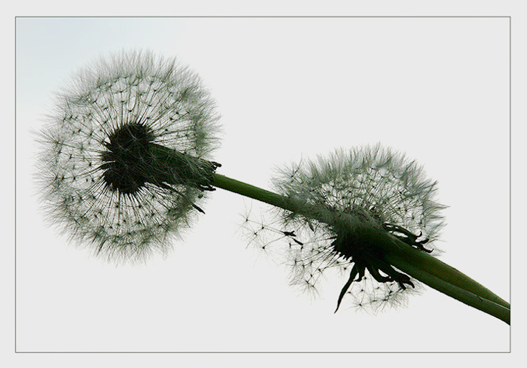 photo "The Dandelions in heavenly milk" tags: nature, flowers