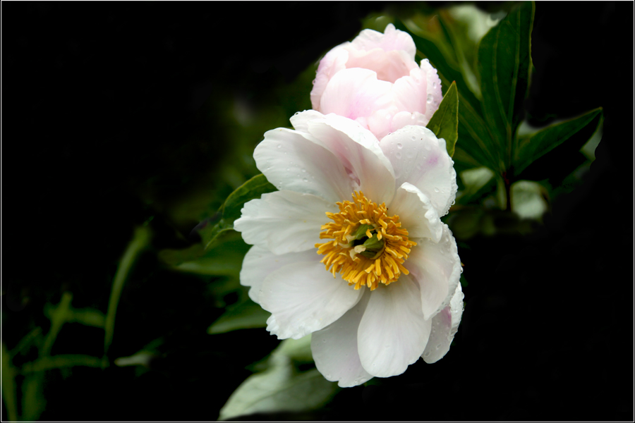 photo "***" tags: nature, macro and close-up, flowers