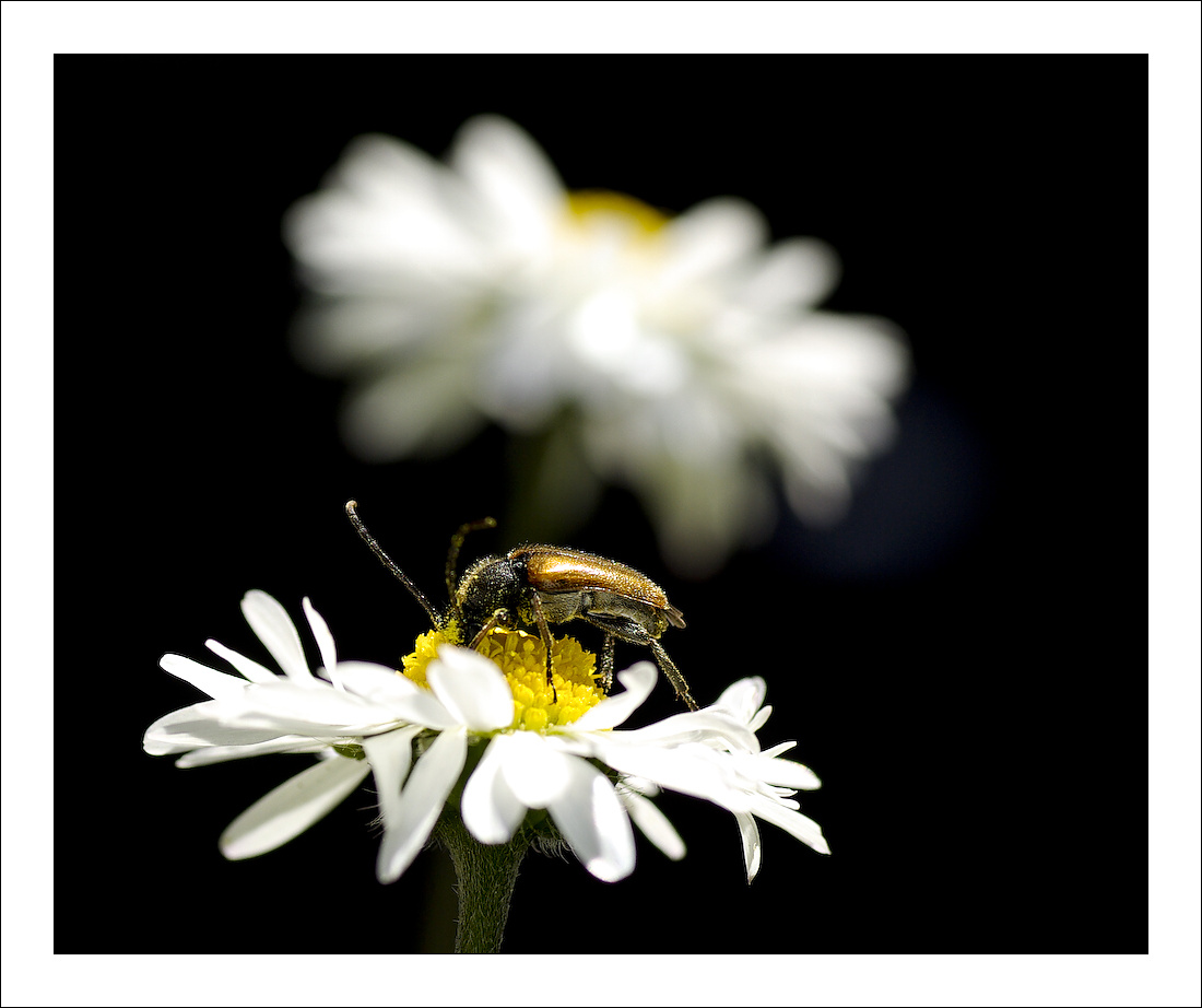 фото "***" метки: природа, насекомое