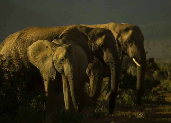 photo "ADDO ELEPHANTS" tags: nature, wild animals