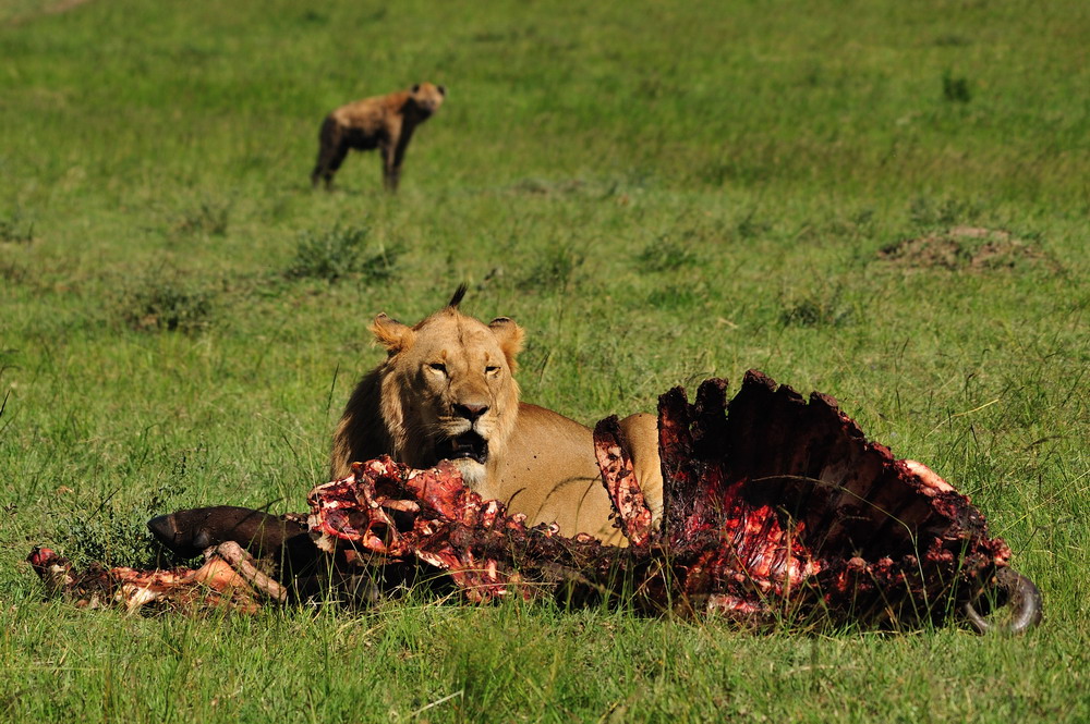 photo "***" tags: nature, wild animals