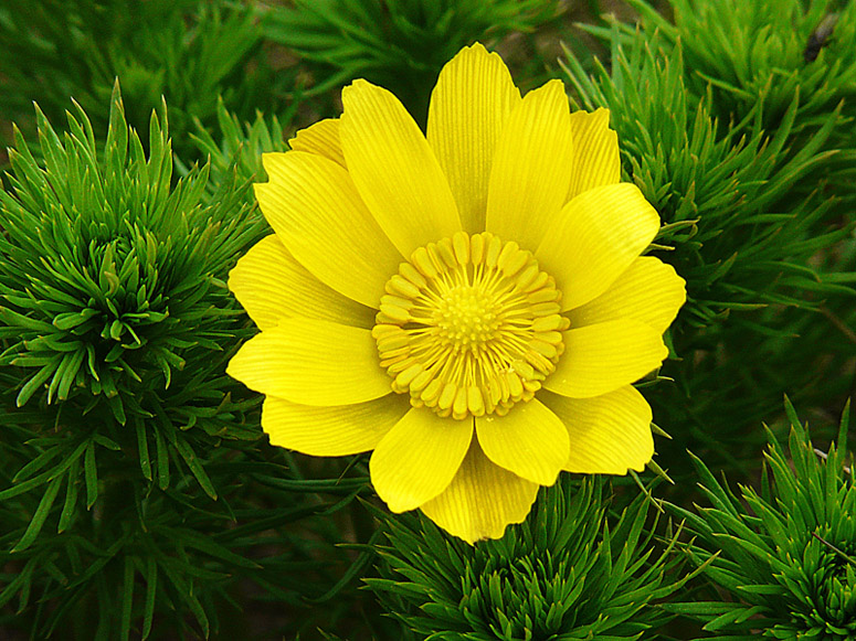 фото "Crimean flower" метки: природа, путешествия, цветы