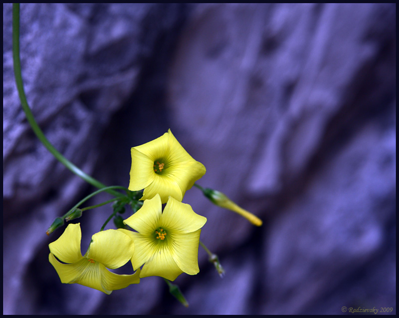 photo "***" tags: nature, flowers