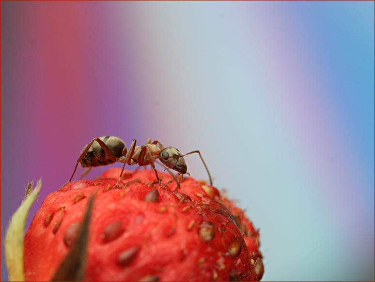 photo "***" tags: macro and close-up, 