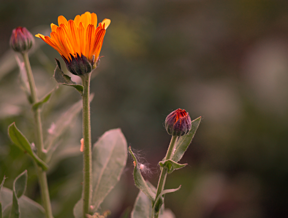 photo "***" tags: nature, flowers