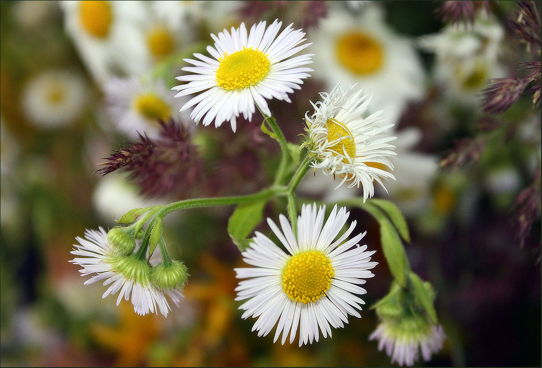 photo "***" tags: nature, flowers