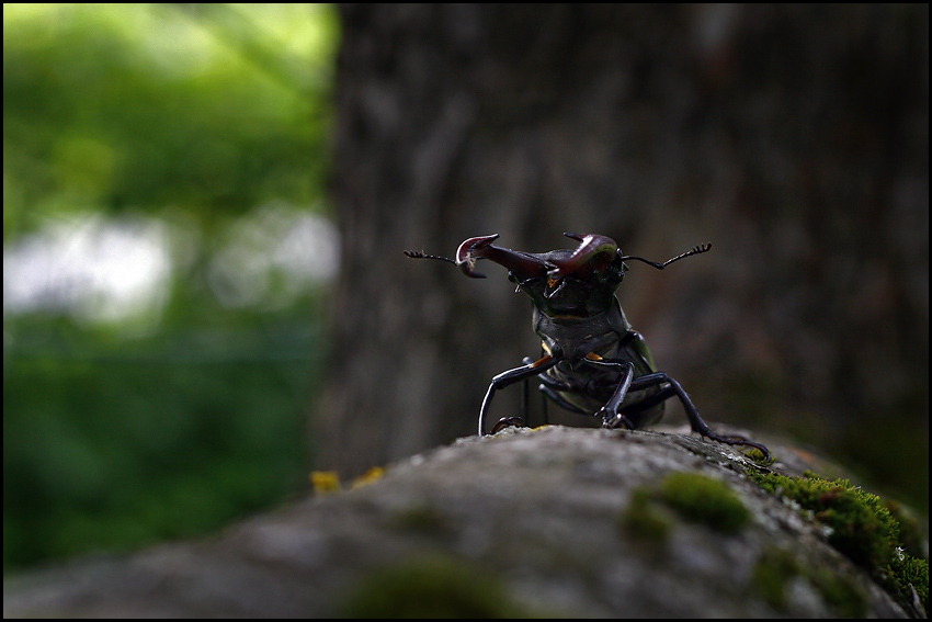 photo "Aliens are coming" tags: nature, macro and close-up, insect