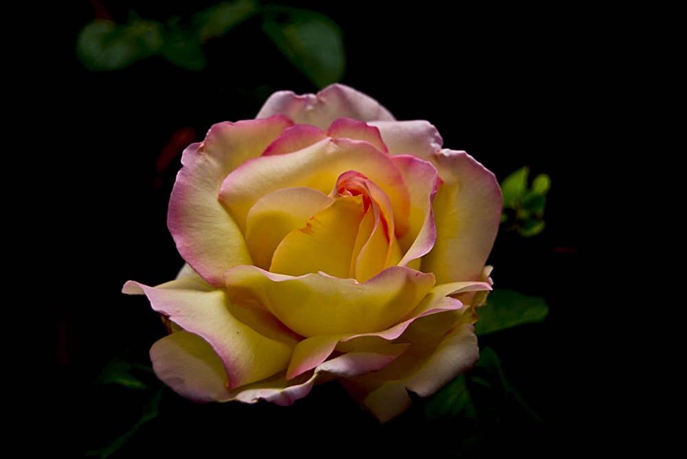 photo "Rose" tags: nature, macro and close-up, flowers