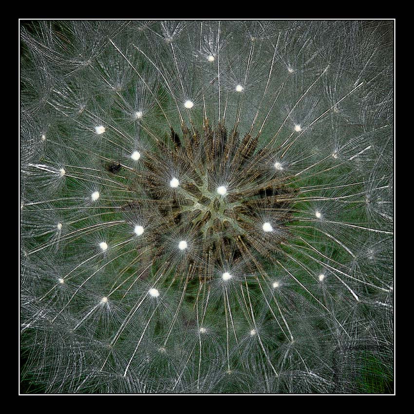 photo "***" tags: macro and close-up, nature, flowers