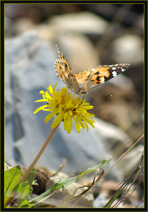 photo "***" tags: nature, flowers, insect