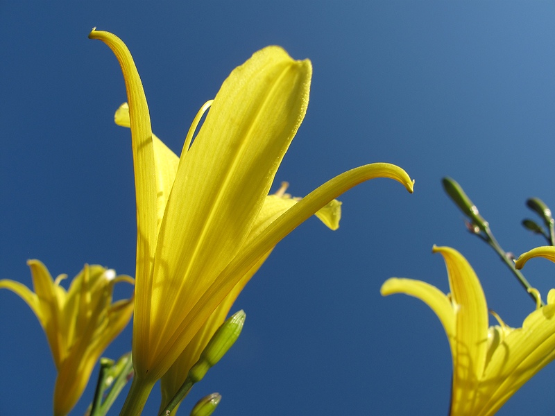 photo "***" tags: nature, macro and close-up, flowers