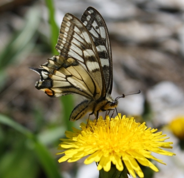 photo "***" tags: nature, macro and close-up, insect