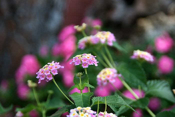 photo "***" tags: nature, flowers