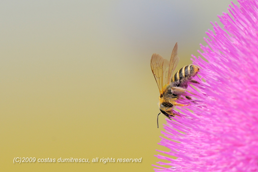 photo "***" tags: nature, insect