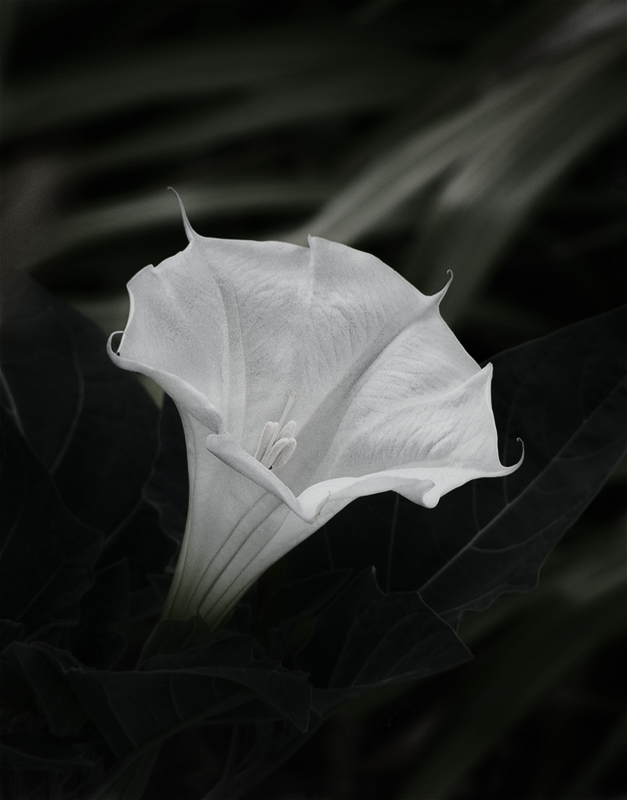 photo "gradation green" tags: nature, flowers