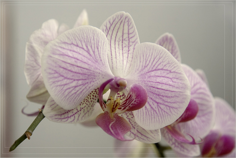 photo "***" tags: nature, macro and close-up, flowers