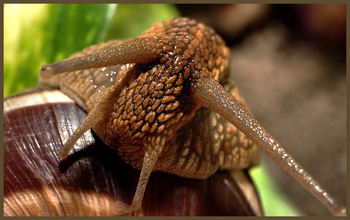 фото "Gastropoda No.2" метки: макро и крупный план, 