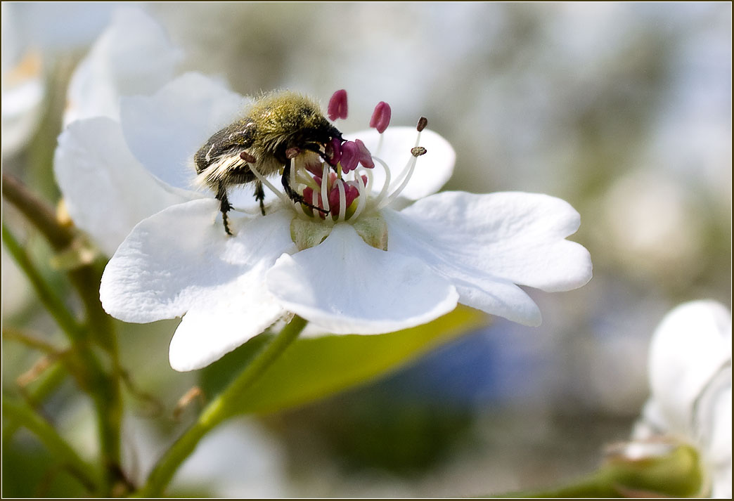 фото "Белая скатерть для весеннего завтрака" метки: природа, насекомое, цветы