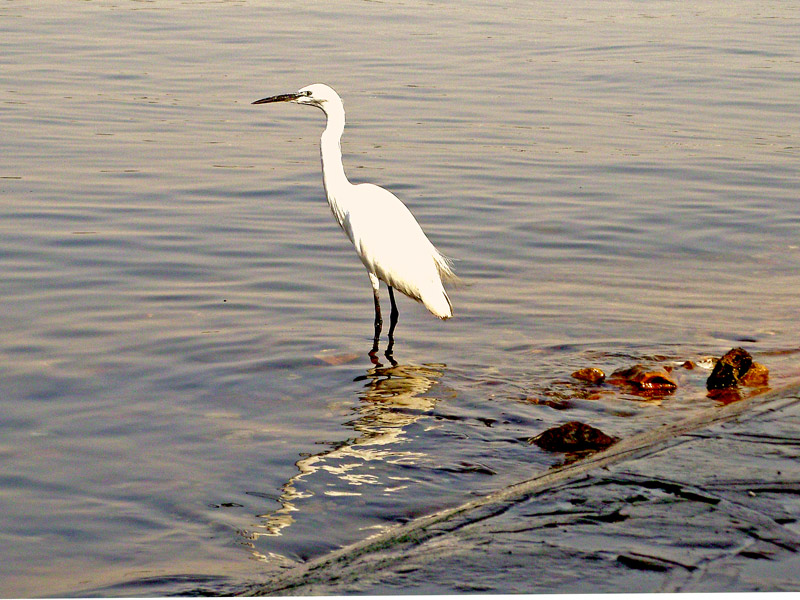 photo "The Crane" tags: nature, 