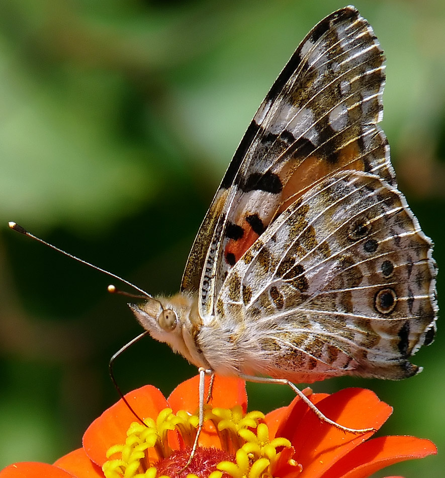 photo "***" tags: macro and close-up, 