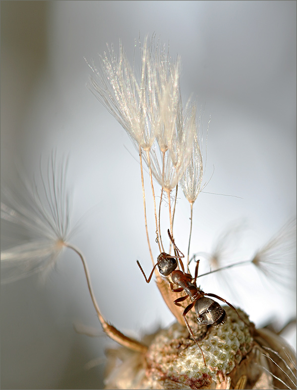 photo "***" tags: macro and close-up, 