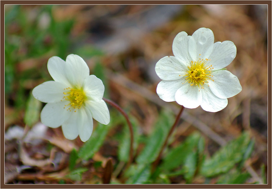 photo "***" tags: nature, flowers