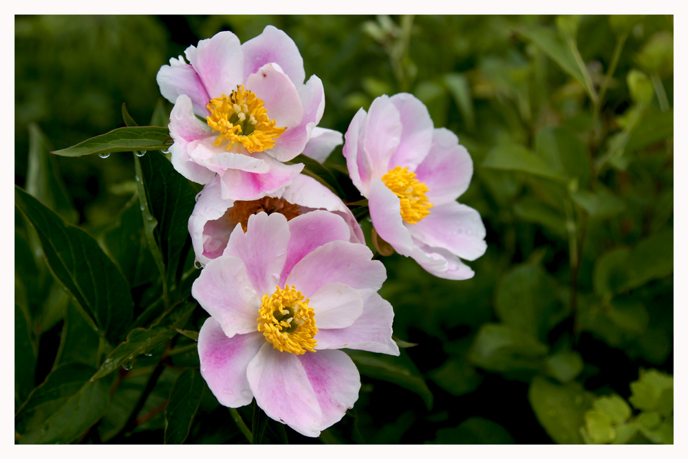 photo "***" tags: nature, macro and close-up, flowers