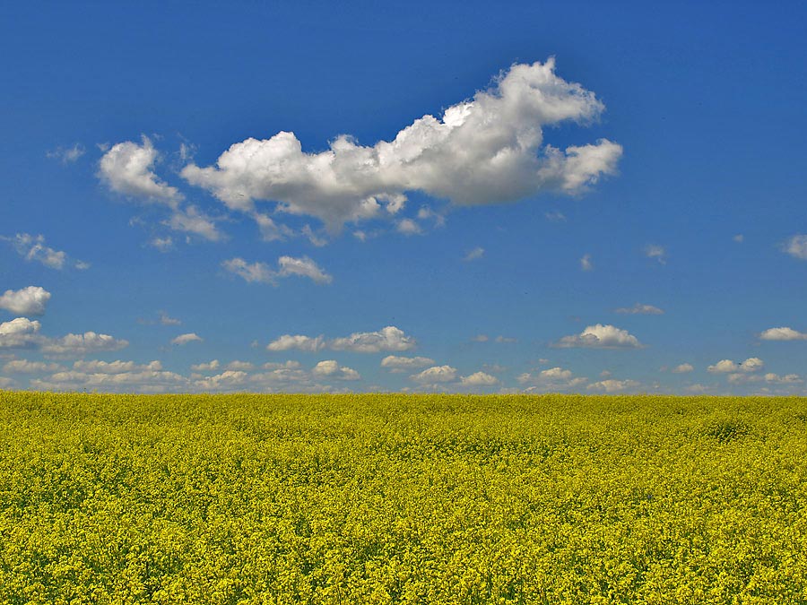photo "May afternoon" tags: landscape, clouds, summer