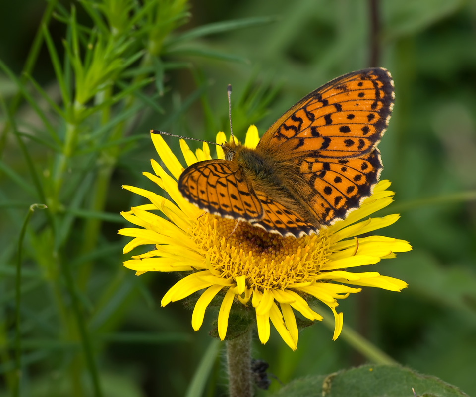 photo "***" tags: nature, flowers, insect