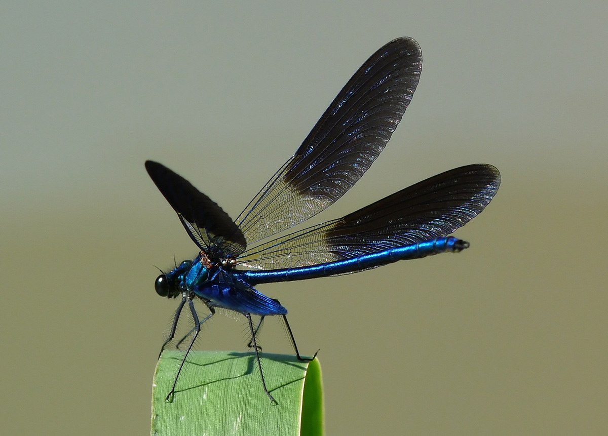 photo "***" tags: nature, macro and close-up, insect