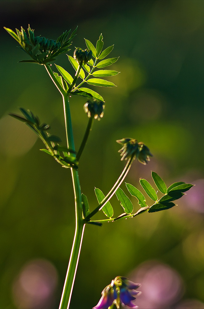 photo "***" tags: nature, flowers