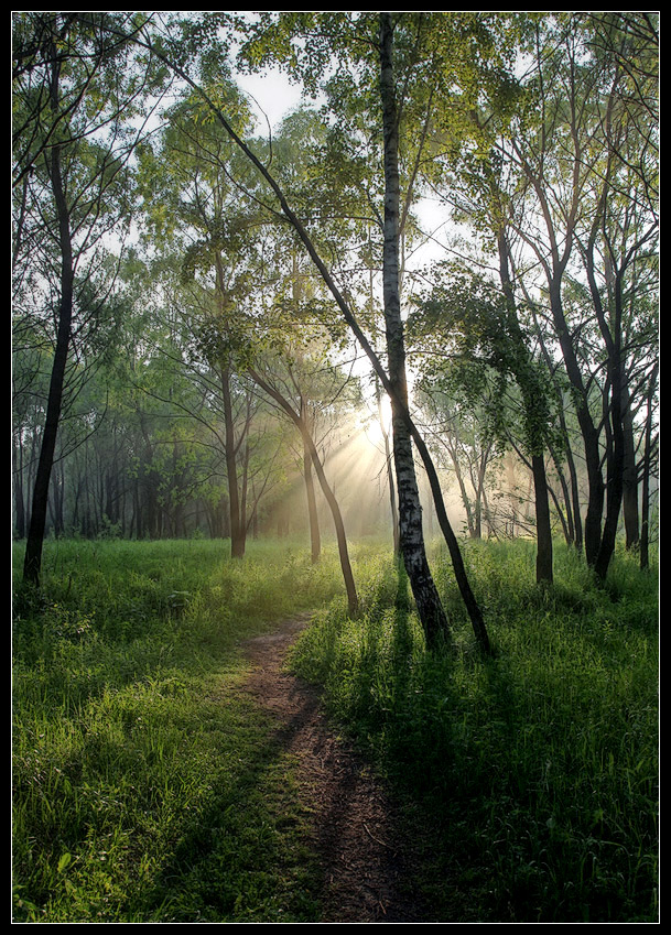 photo "The path to the sun" tags: landscape, forest, sunset