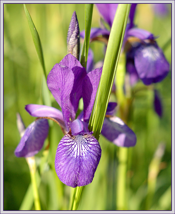 photo "Iris" tags: nature, macro and close-up, flowers