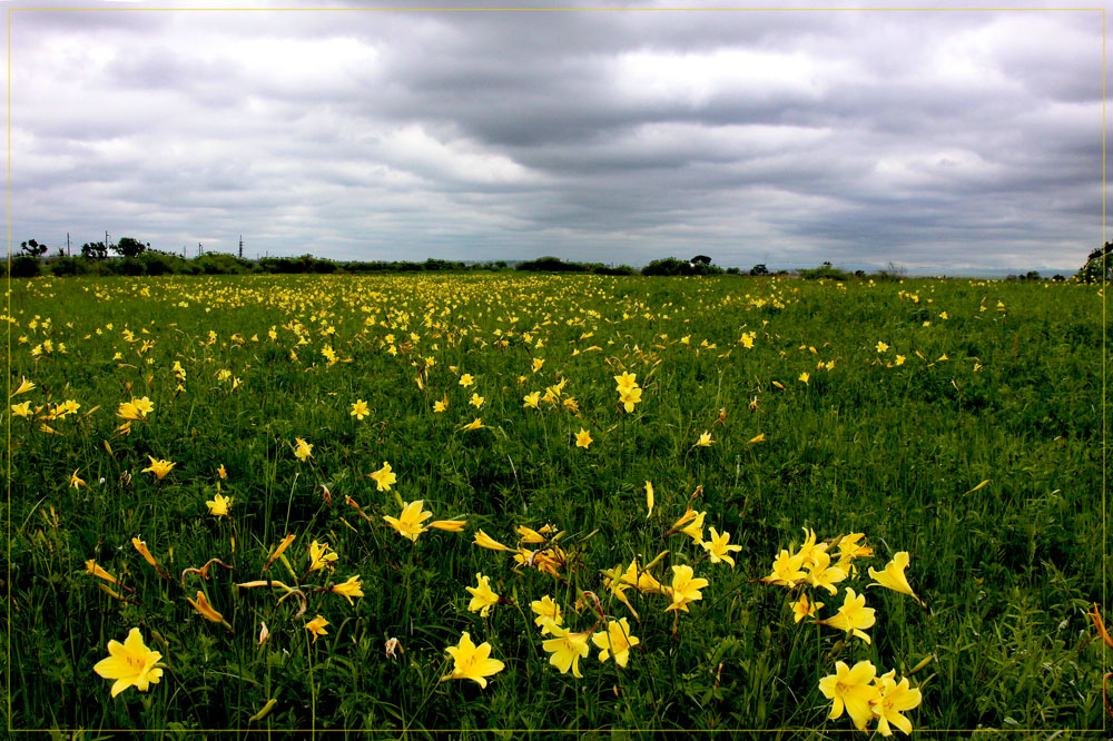 photo "***" tags: nature, landscape, flowers, summer