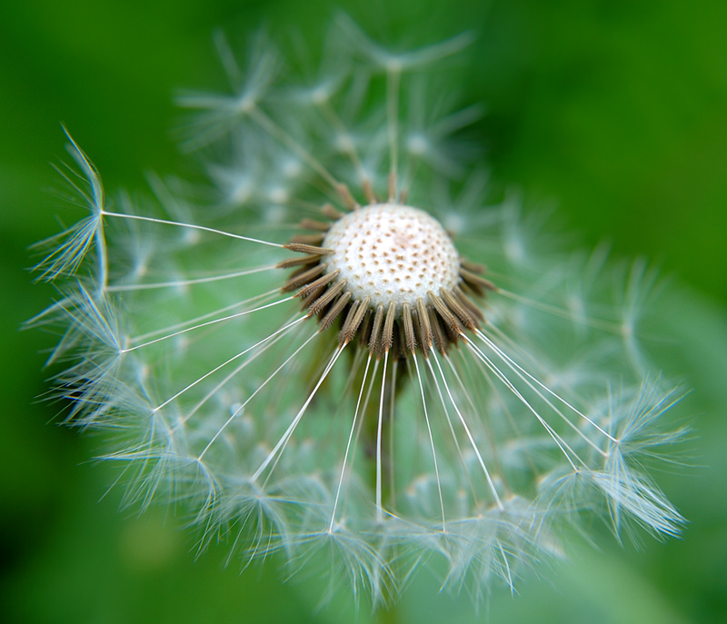 photo "***" tags: nature, macro and close-up, flowers