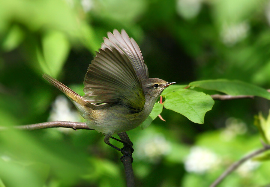 photo "***" tags: nature, wild animals