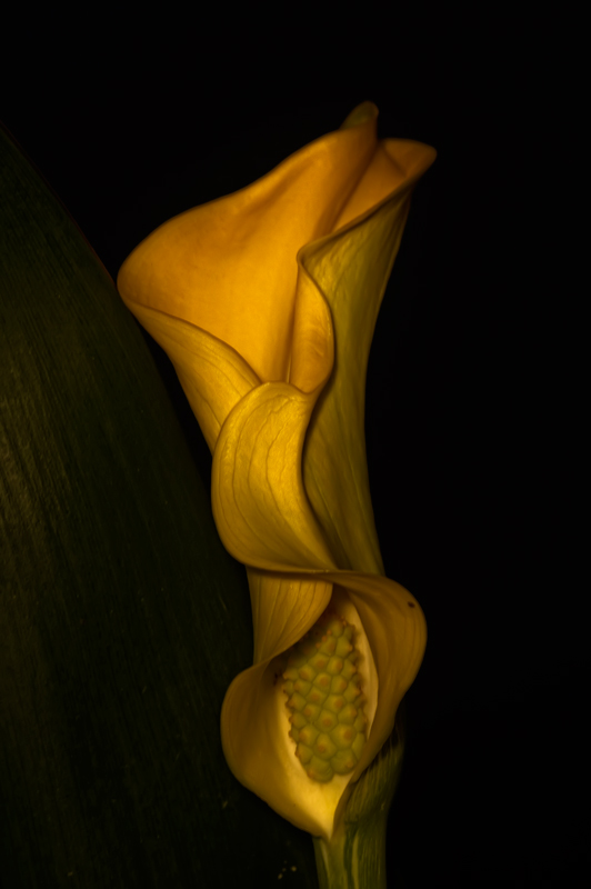 photo "***" tags: nature, flowers