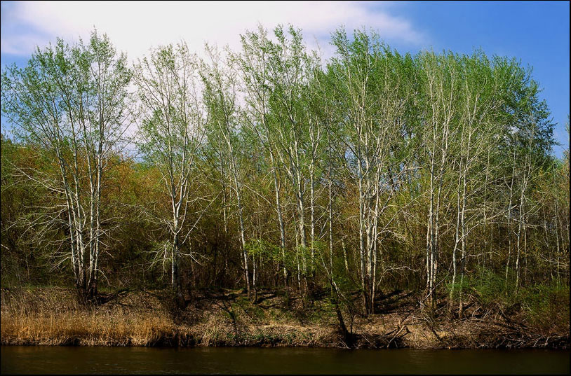 photo "Ural. Spring." tags: landscape, forest, spring
