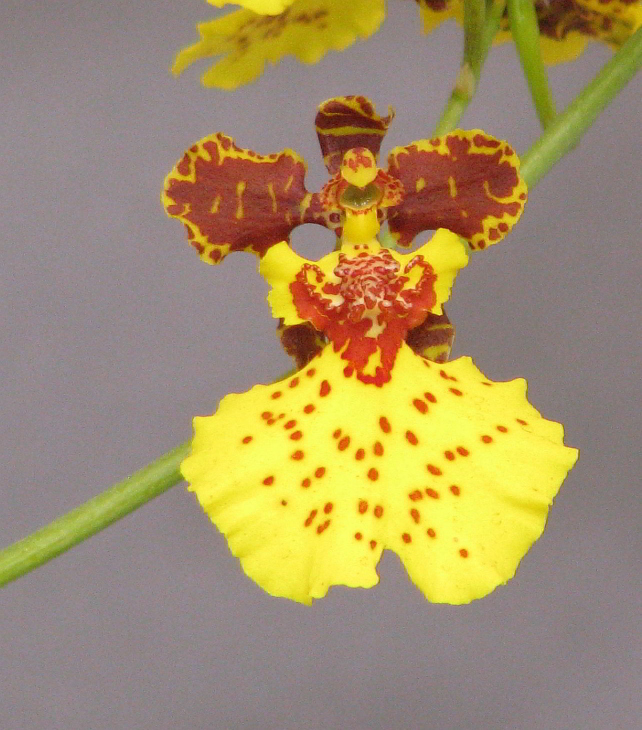 photo "Oncidium Orchid" tags: nature, flowers
