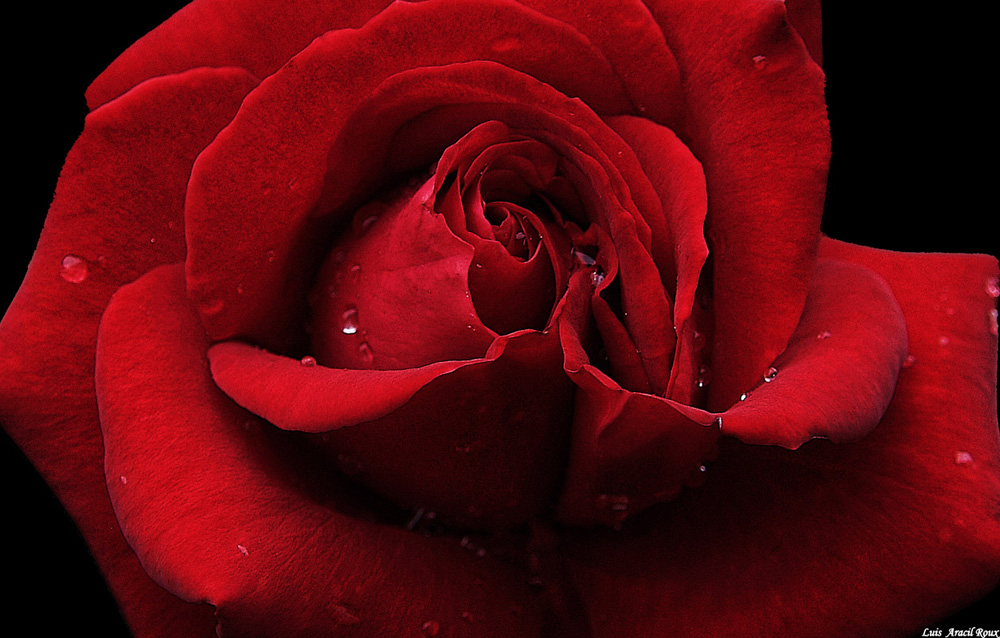 фото "rosa-1" метки: природа, цветы