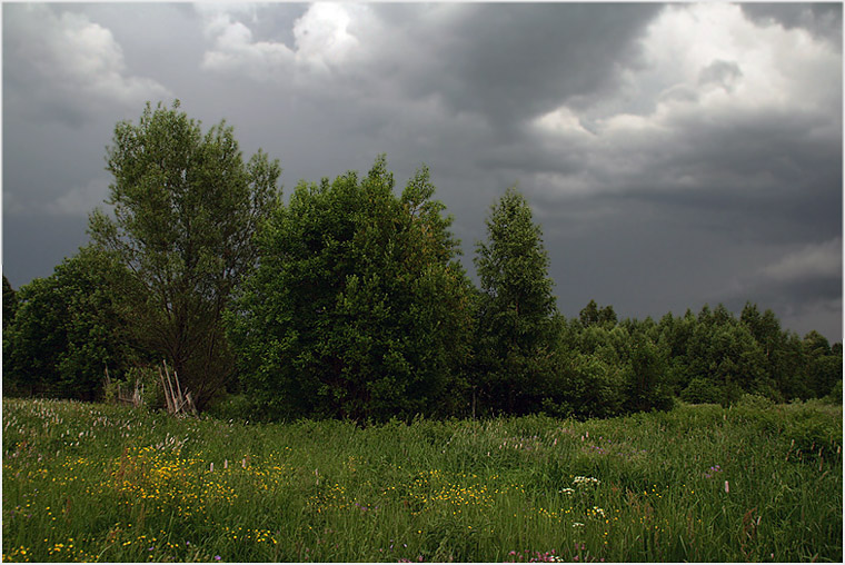 photo "The Thunderstorm" tags: landscape, forest, summer