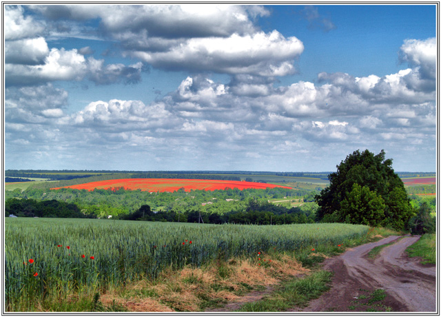 фото "RGB" метки: пейзаж, природа, лето, цветы