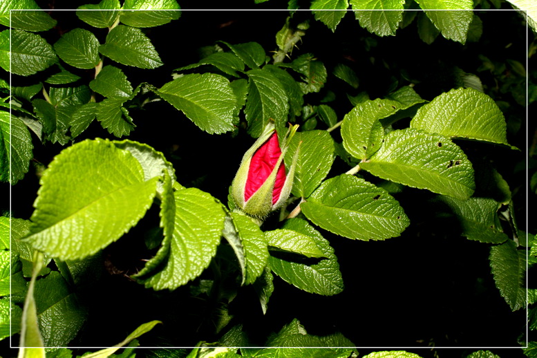 photo "***" tags: nature, flowers