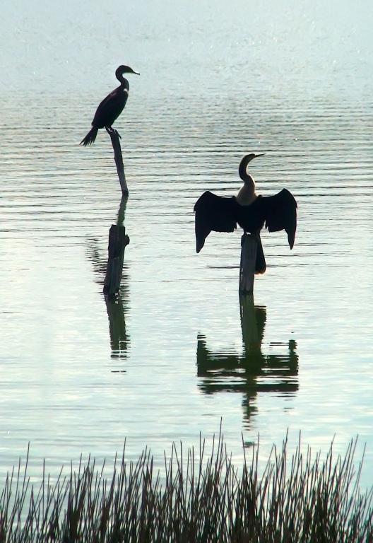 photo "Silhouettes" tags: nature, travel, North America, wild animals