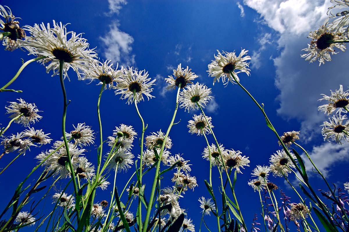 photo "***" tags: nature, flowers