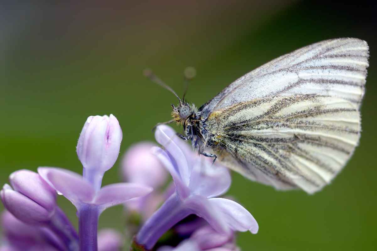 photo "***" tags: macro and close-up, nature, insect