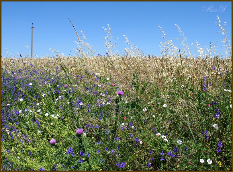 photo "Summer." tags: landscape, flowers, summer