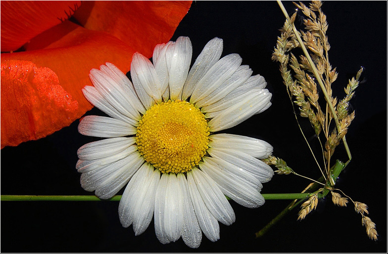 photo "***" tags: nature, flowers