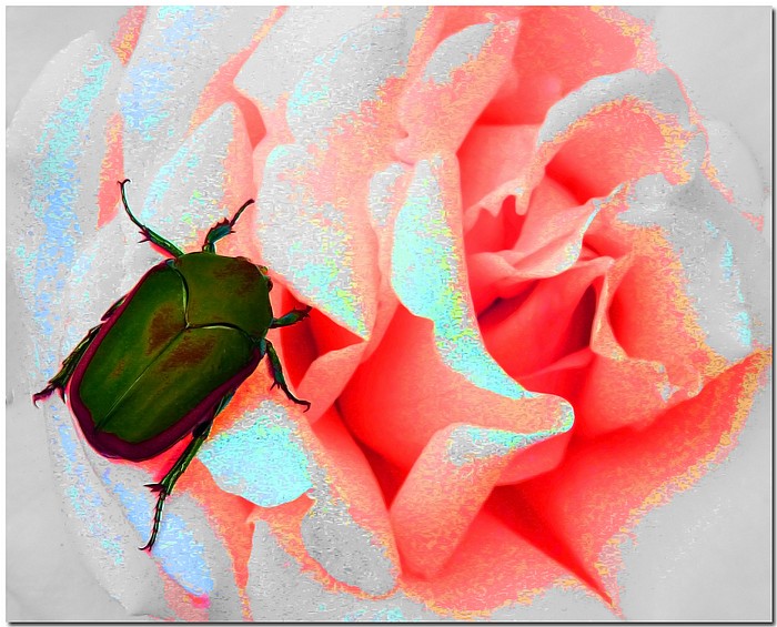 photo "Beetlejus" tags: nature, macro and close-up, 