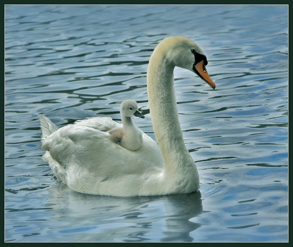 фото "Поехали..." метки: природа, дикие животные